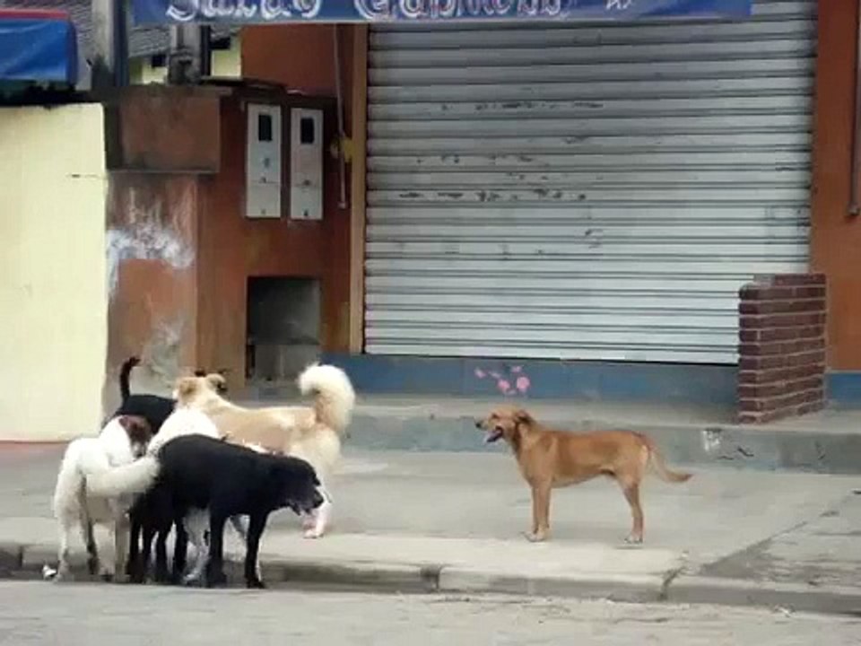 Cachorros Tranzando