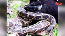 Caught On Camera- Python Devours Goat Whole