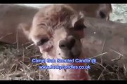 Camel Gob! - Camel Scented Candle - Sleepy Baby Camel Cute