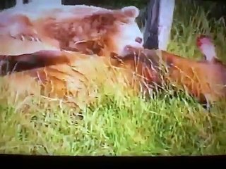 URSO MATANDO UM ALCE