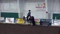 ONE HOT ASSET- APHA World Show quality  2 year old tobiano filly