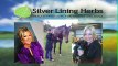 How to get your Silver Lining Herbs Horse Code