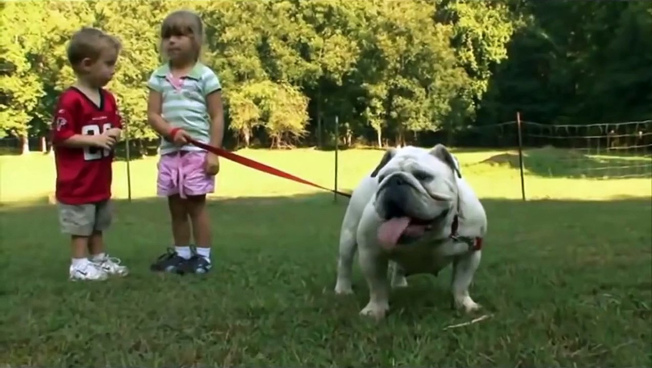 Bulldog Ingles   ABC Canino