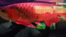 Buy arowana fish now in USA and Canada Very Cheap