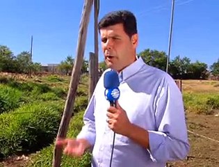 Jornal local: maus tratos cavalo