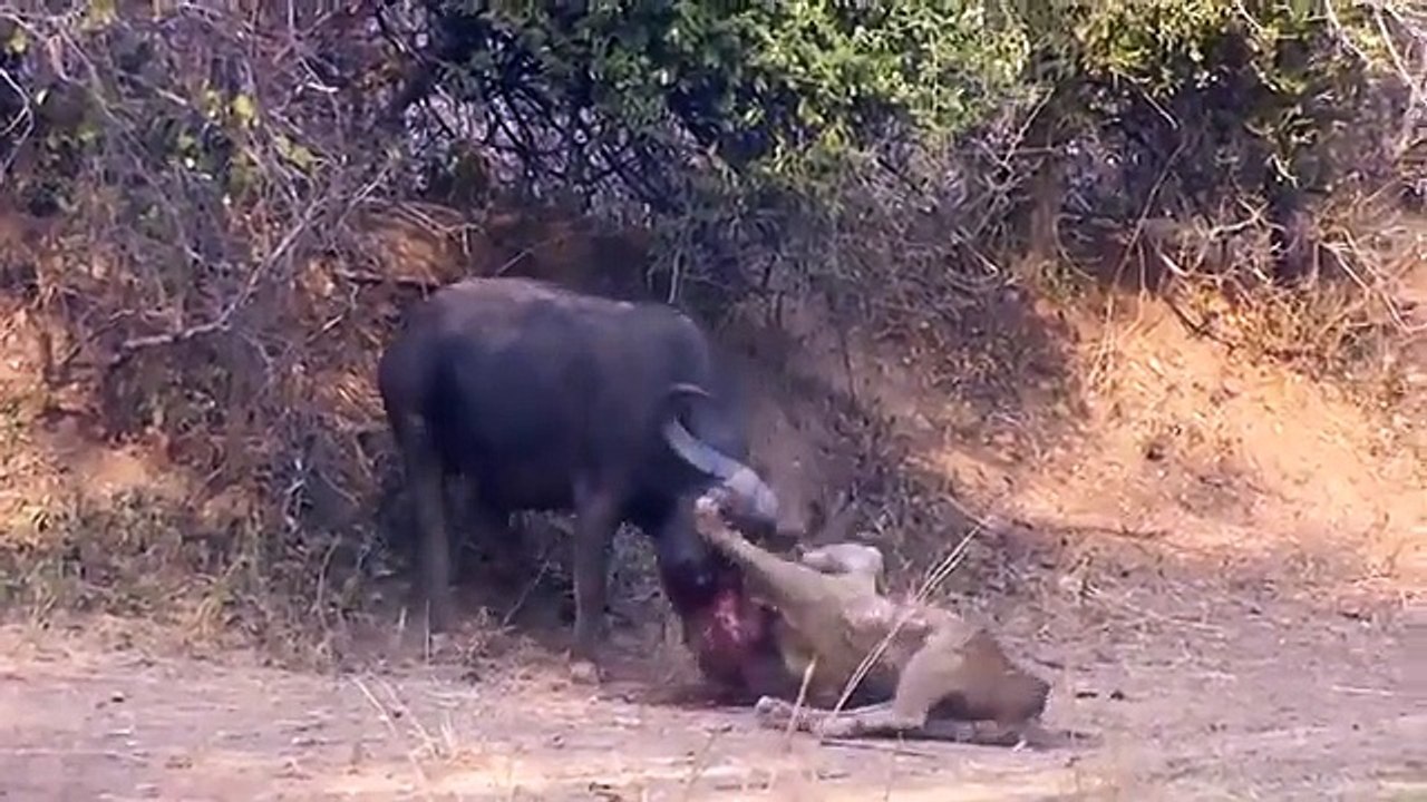 Lion-Buffalo battle