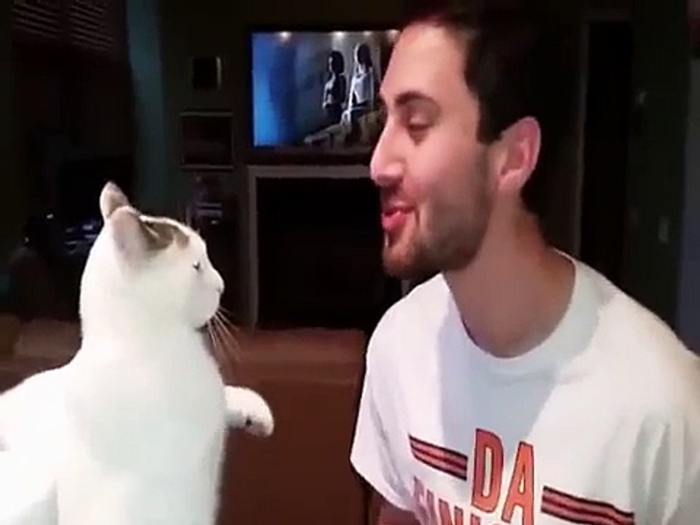 FUNNY CATS Funny Cat Videos 2015 best funny cat vines
