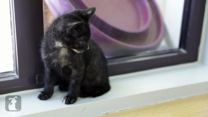 Hilarious Curious Kittens Hear Dogs For The First Time