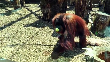 Sorvete para animais