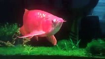 Super Cute Blood Red Arowana Fish On Sale In USA and Canada