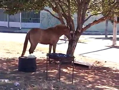 Jornal local: Sujeita Taguatinga