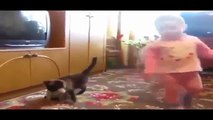 Funny Babé ★ Funny cats and dogs begging for food Cute animal compilation 2015 Video Dailymotion