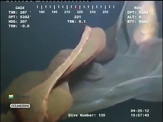 Download Video: [RAW]Truly bizarre sea creature captured by deep sea oil rig underwater camera.