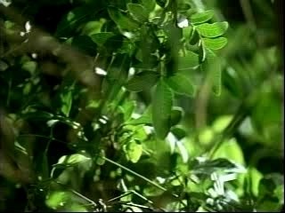 Desmond and Sawyer hunting boar