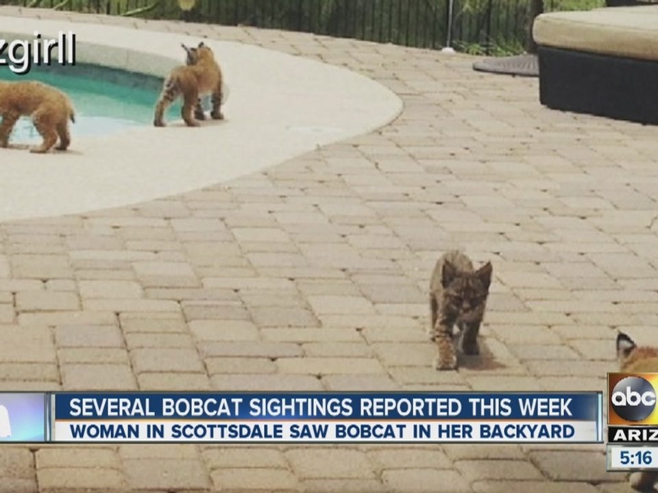 Several bobcats sightings reported this week