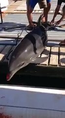 Dolphin released after jumping into small family boat