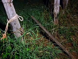 Jornal local: recupera cavalo