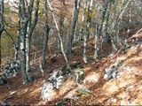 Cinghiali nelle faggete della Riserva Naturale Montagne della Duchessa (Lazio)