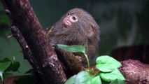 Pigmejka -  Pygmy - Карликовые обезьяны Marmoset - Zoo Łódź