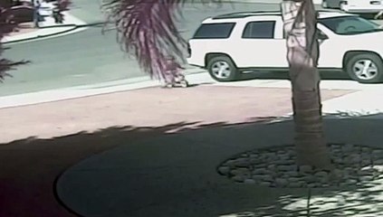 Brave Cat Wins Award for Rescuing Child 🏆 - thumbnail