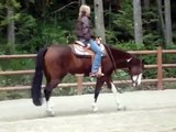 Ridin My Asset 2006 APHA/PtHA Mare