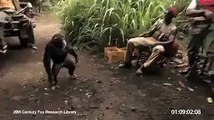 Gorilla firing AK-47