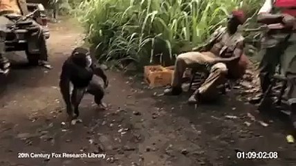 Gorilla firing AK-47