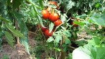 Tomato Profile: The 'Homestead' Heirloom Tomato: The Rusted Garden 2011