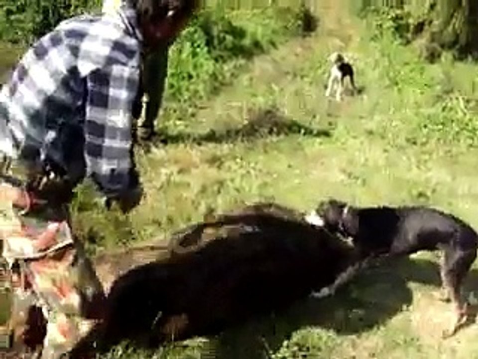 kali vrisi agriogourouna kapros 151 kila
