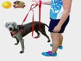 Most Popular Double Leashes to buy