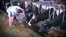 Everyone Should See This Side Of Cows - Funny Videos