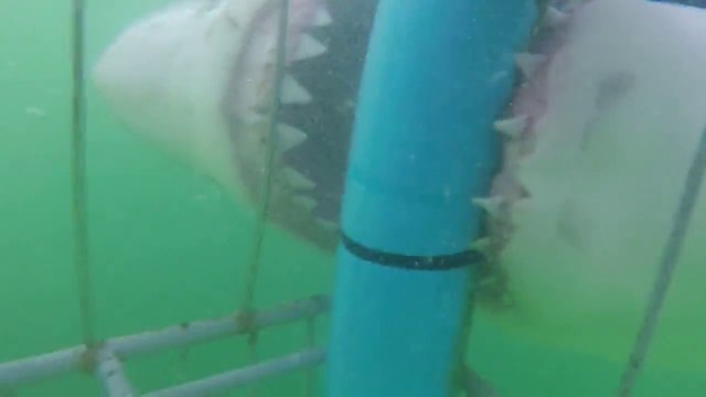 Great white shark attacking a cage is like real life Jaws.