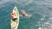 Shark capsizes a fisherman's kayak in Florida