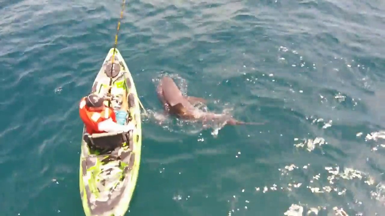 Shark capsizes a fisherman's kayak in Florida