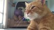 Un chat pourrie la vidéo de Yoga de sa maîtresse - Videobomb de chat