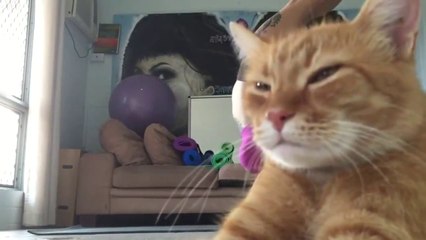 Download Video: Cat Ruins Its Owner’s Yoga Video... Videobomb!