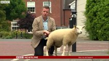 Sheep Pees On Reporter During Live TV Report