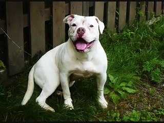 AMERICAN BULLDOG(SCOTT)
