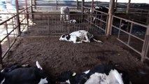 【反核部隊】日本福島核災 10 公里內 畜牧場 乳牛們的命運