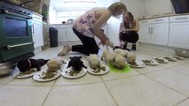 Ces bébés Labrador mangent pour la première fois dans leur gamelle