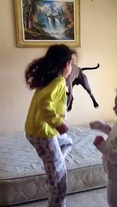 Un pitbull s'amuse à sauter sur un matelas avec 2 petites fille