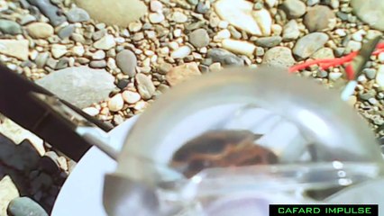 Cafard dans une fusée - les étranges expériences