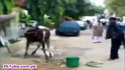 Funny Moments of Qurbani Goats and Cows