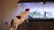 Bunch Of Scared Cats - Funny Videos