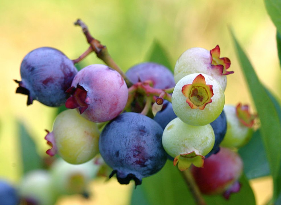 Top 10 Best Antioxidants Rich Fruits in the World