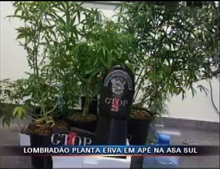 Plantação de maconha