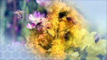 四季の養蜂　ミツバチとの一年間（飼育実践講座）DVD サンプル動画