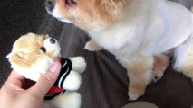 世界一かわいいポメラニアンBOOに嫉妬するマリちゃん Pomeranian