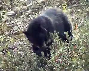 Bears breakfast - La colazione degli orsetti