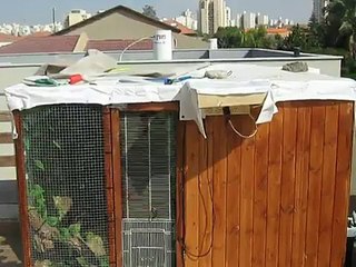 בניית כלוב ענק לאיגואנה  דקורציה מיוחדת